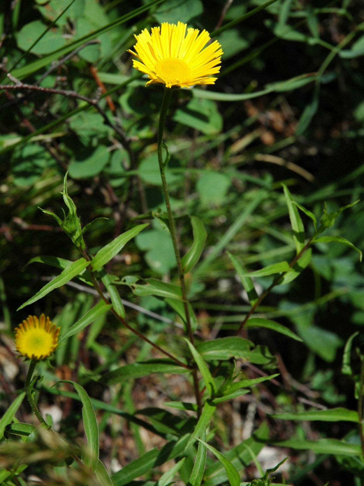 Buphtalmum salicifolium